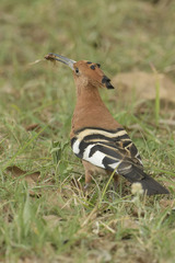 Upupa epops africana