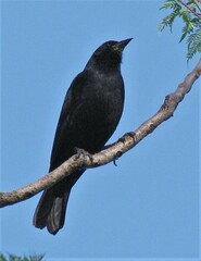 Gnorimopsar chopi