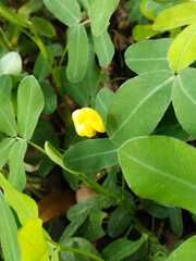 Arachis
