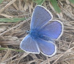 Polyommatus icarus
