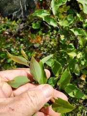 Ilex mucronata
