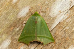 Clethrophora angulipennis