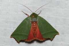 Clethrophora angulipennis