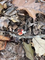 Russula rosacea