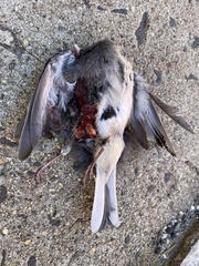 Junco hyemalis