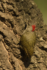 Campethera abingoni suahelica