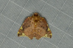 Cossedia hyriodes