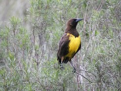 Pseudoleistes virescens