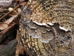 Stereum sanguinolentum