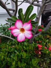Adenium