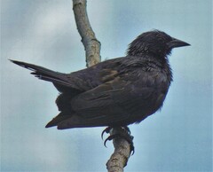 Gnorimopsar chopi
