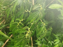 Elatostema lineolatum