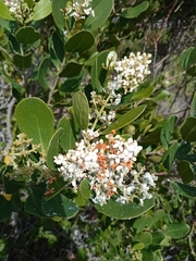 Olea capensis