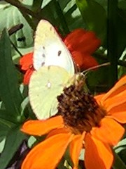 Colias croceus