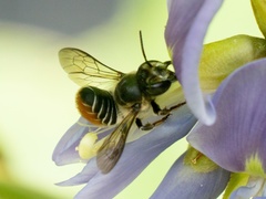 Megachile igniscopata