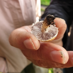 Stropharia coronilla