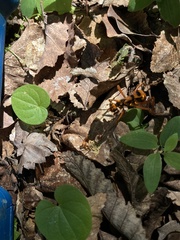 Sphictostethus gravesii