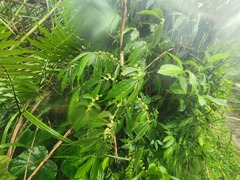 Elatostema lineolatum