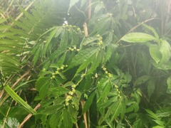 Elatostema lineolatum