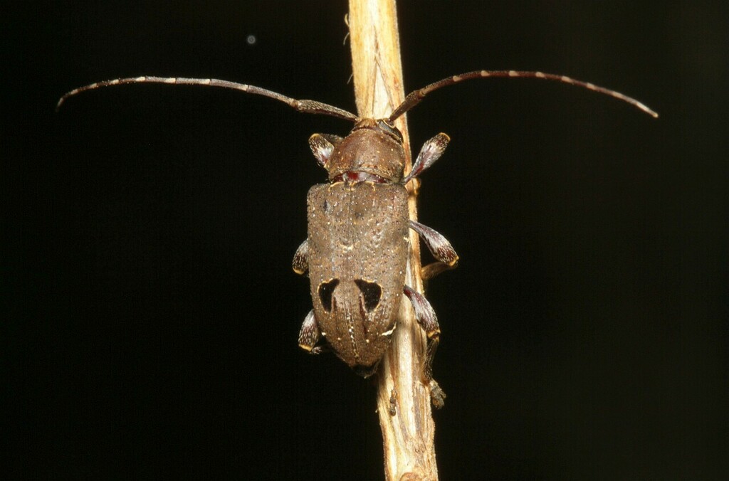 Trypanidius notatus