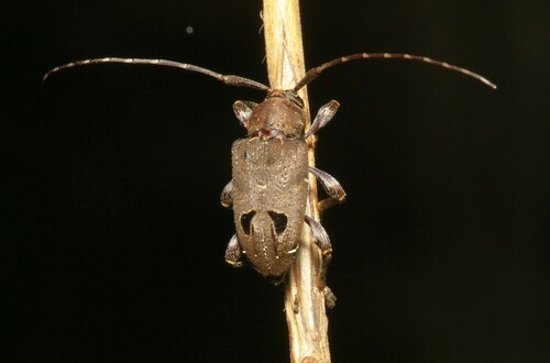Trypanidius notatus