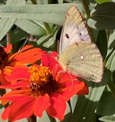 Colias croceus