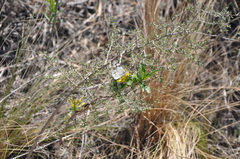 Tatochila