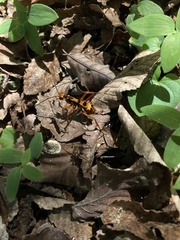 Sphictostethus gravesii