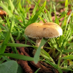 Stropharia coronilla
