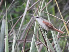 Limnoctites rectirostris