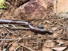 Afrotyphlops bibronii