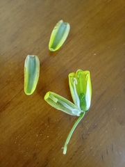 Albuca flaccida
