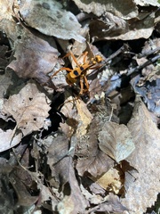 Sphictostethus gravesii