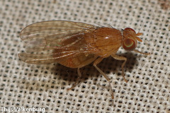 Lauxaniidae