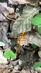 Sphictostethus gravesii