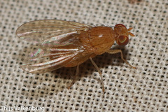 Lauxaniidae