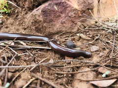 Afrotyphlops bibronii