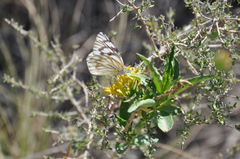 Tatochila