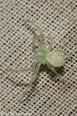 Diaea