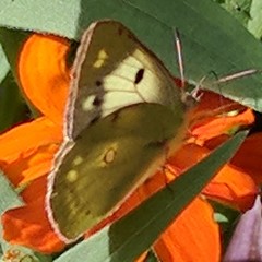 Colias croceus