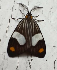 Nebulosa erymas
