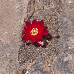 Rebutia