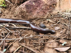 Afrotyphlops bibronii