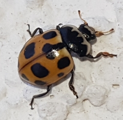 Ceratomegilla notata