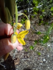 Albuca flaccida