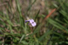 Heliophila subulata