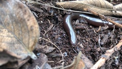 Afrotyphlops bibronii