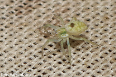 Nigma puella