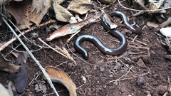 Afrotyphlops bibronii