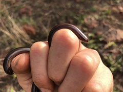 Afrotyphlops bibronii